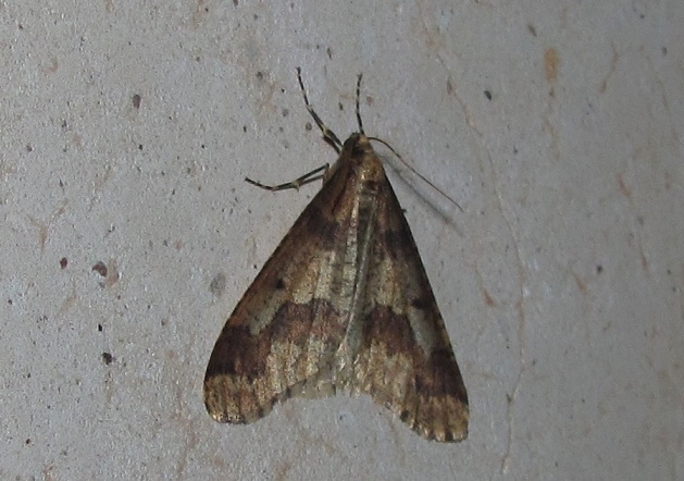 Falena da ID - Erannis defoliaria, Geometridae